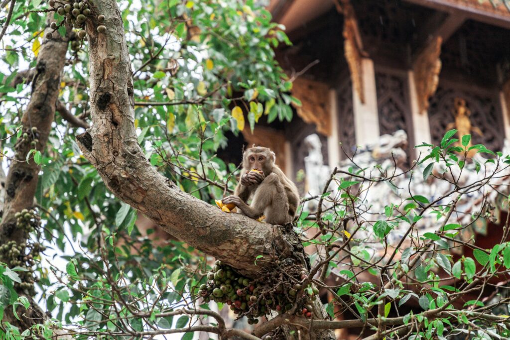 The Golden Triangle Motorcycle Adventure: Riding Through Thailand’s Historic Borderlands
