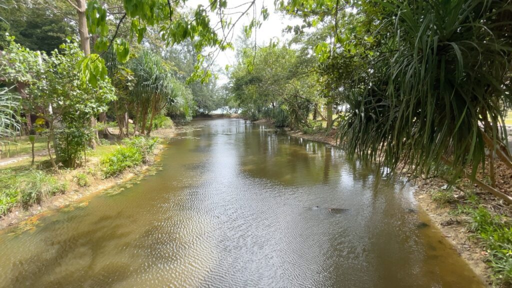 Mangrove forest in Koh Lanta national park
