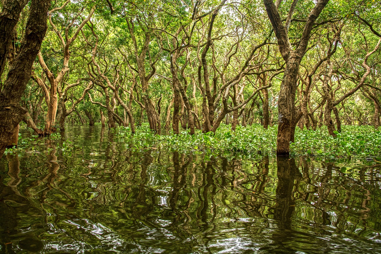 mangrove, thailand, kampong, water, village, flooded, mangrove, mangrove, nature, mangrove, mangrove, mangrove